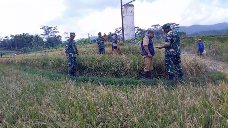 Sinergitas Koramil 01 Banjarnegara BPP Dan Poktan Dalam Pelaksanaan Ubinan Padi