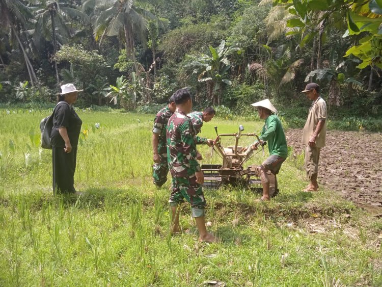 Tingkatkan Ketahanan Pangan Babinsa Terjun Ke Sawah