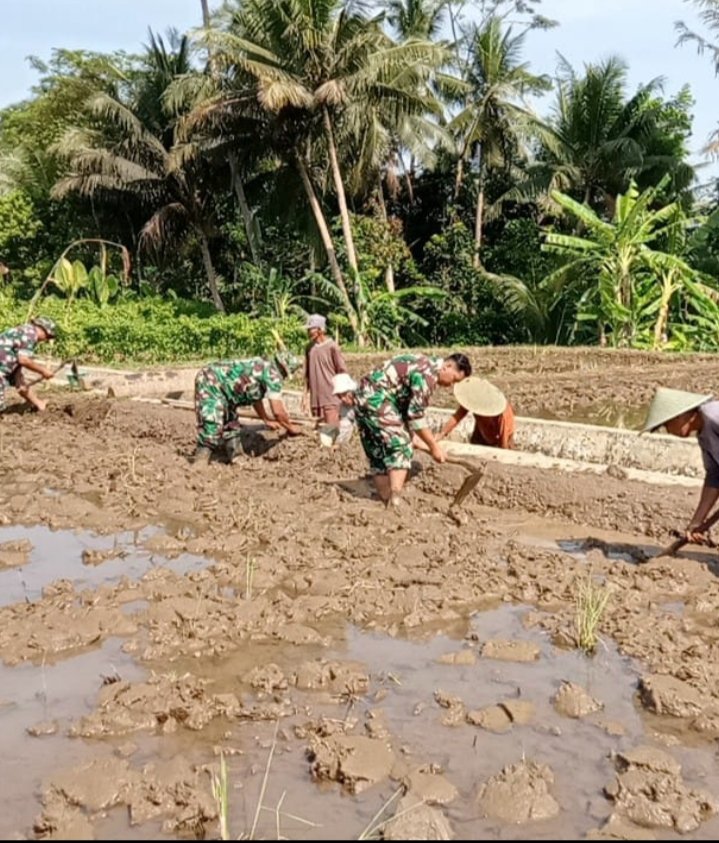 Danramil 08Purwanegara Dukung Ketahanan Pangan, Terjun Bantu Petani Olah Lahan Padi