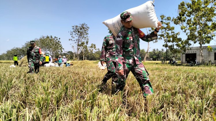 Danramil 02 Klampok dan Babinsa Dampingi Kelompok Tani Mukti Panen Padi