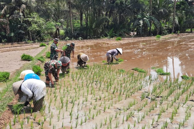 Danramil 03 Wanadadi Percepat Penanaman Padi untuk Ketahanan Pangan