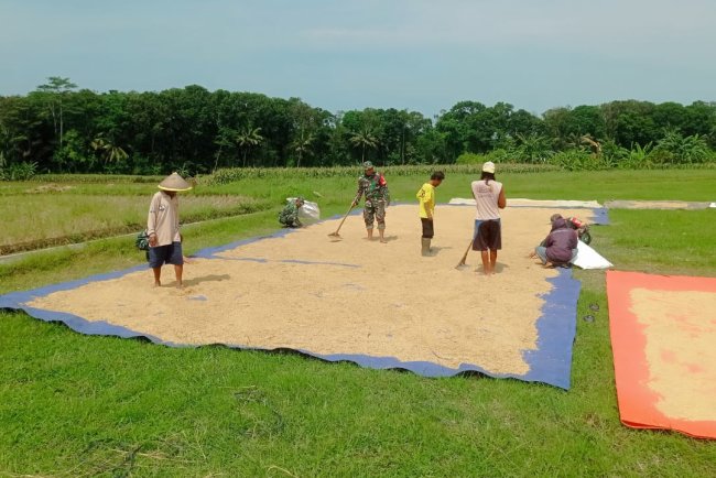 Babinsa Koramil Bawang Bantu Tingkatkan Kualitas Gabah Petani