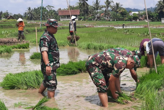 Koramil 03 Wanadadi dan Poktan Sumber Rejeki I Laksanakan Ndaut