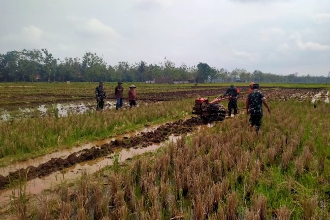 Koramil Klampok Dampingi Petani Olah Lahan untuk Tanam Padi