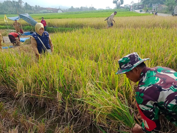 Koramil 14 Madukara Bantu Petani Panen Padi Di Wilayah Desa Binaan
