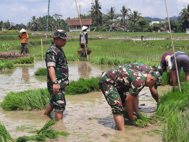Koramil 03 Wanadadi dan Poktan Sumber Rejeki I Laksanakan Ndaut