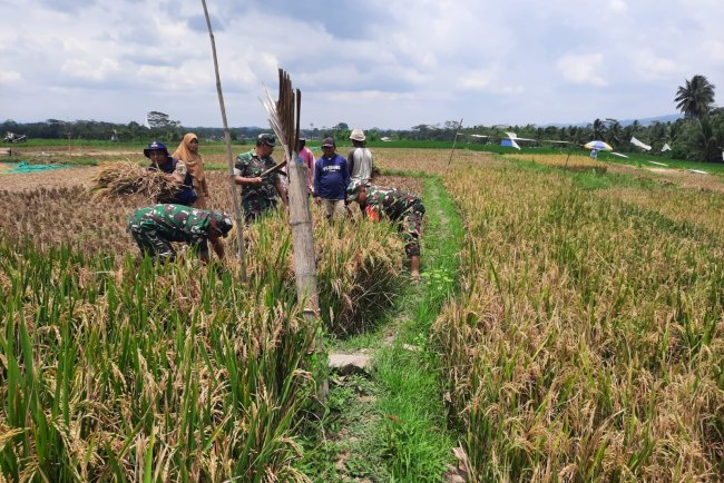 Panen Bersama Koramil dan Kelompok Tani di Wanadadi