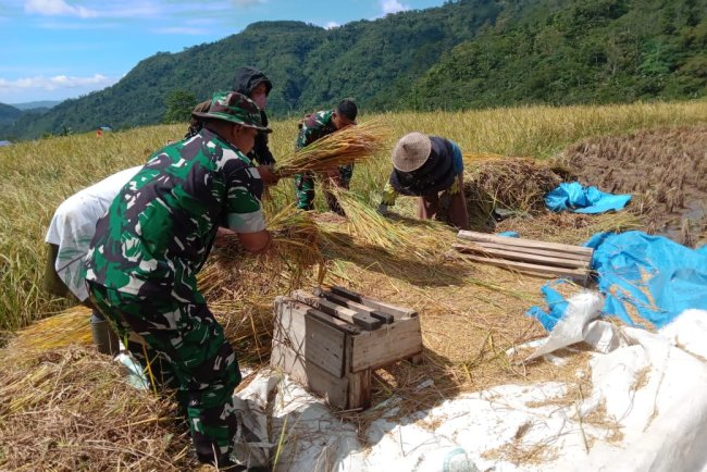 Danramil beserta anggota Melaksanakan Panen Raya Padi