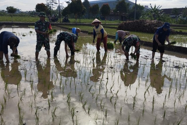 Babinsa Tanam Padi Bersama Kelompok Tani Serayu