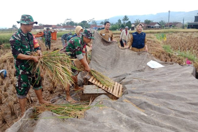 Danramil dan Babinsa Panen Padi bersama Petani Dukung Ketahanan Pangan
