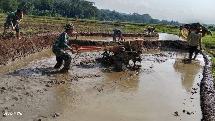 Danramil 11 Punggelan Bersama Babinsa Bantu Petani Bajak Sawah dengan Traktor