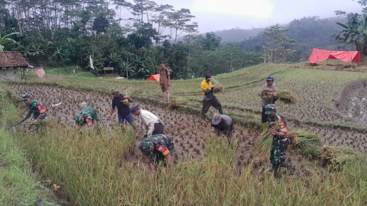 Babinsa Koramil 04 Karangkobar Bantu Panen Padi Gapoktan Sari Tani