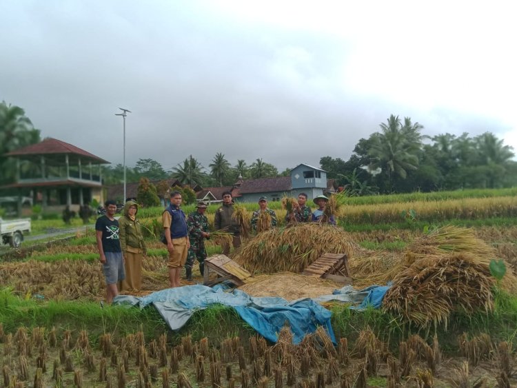 Babinsa Koramil 13 Banjarmangu Bantu Panen Padi Dukung Ketahanan Pangan