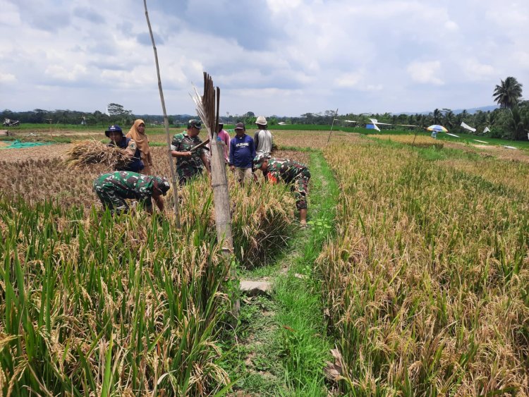 Panen Bersama Koramil dan Kelompok Tani di Wanadadi