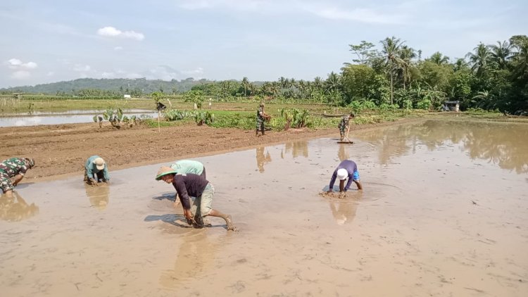 Danramil Purwanegara Dampingi Petani Olah Lahan Sawah