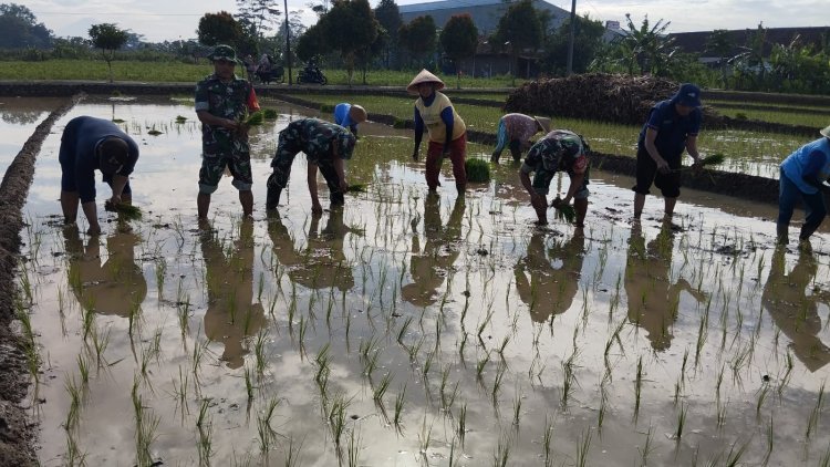 Babinsa Tanam Padi Bersama Kelompok Tani Serayu