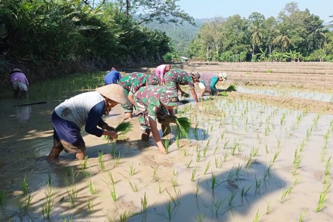 Babinsa Laksanakan Tanam Padi berasama Petani