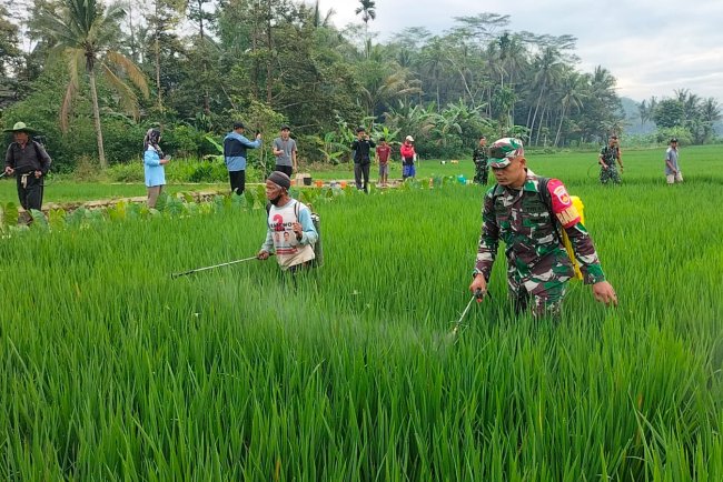 Babinsa Koramil Punggelan Bantu Petani Semprot Hama untuk Tingkatkan Produktivitas Padi
