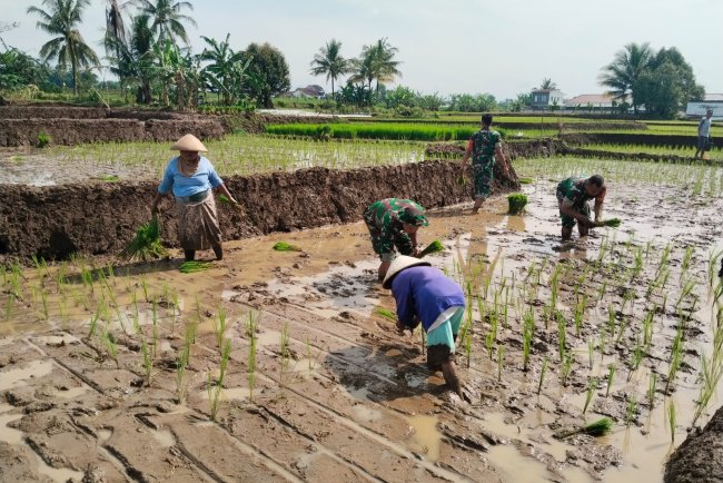 Babinsa Mandiraja Dorong Gerakan Tanam Padi untuk Dukung Swasembada Pangan