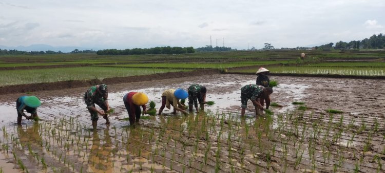 Babinsa Dampingi Petani di Desa Kebanaran untuk Sukseskan Swasembada Pangan