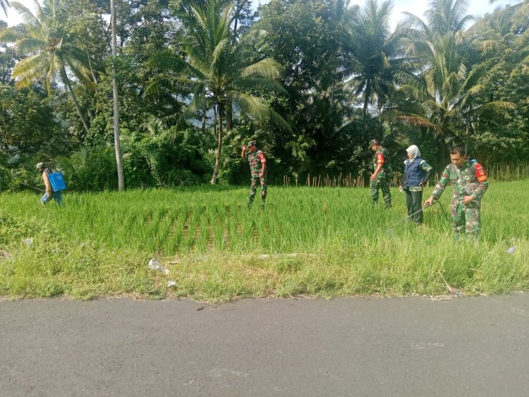 Koramil 14 Madukara Bersama Petani Lakukan Penyemprotan Tanaman Padi