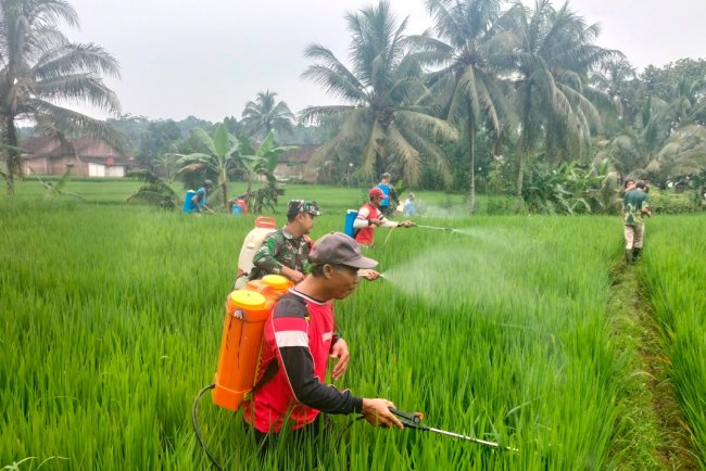 Anggota Koramil 11/Punggelan Bersama PPL Dan Petani Kerja Sama Basmi Hama Padi 