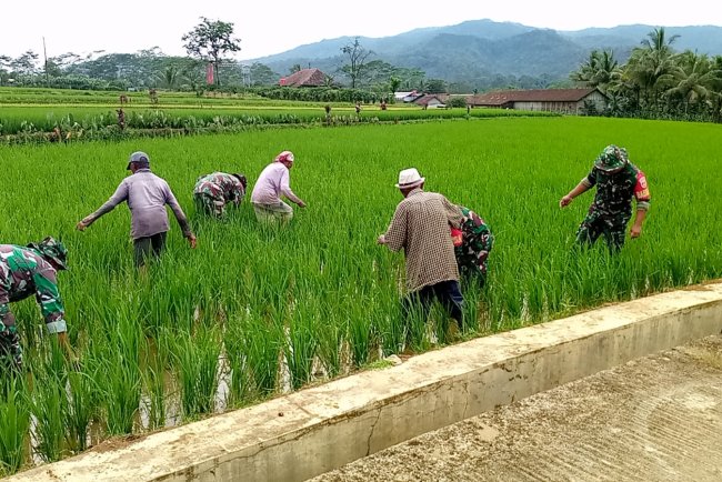 Koramil 14 Madukara Dampingi Petani dalam Perawatan Tanaman Padi