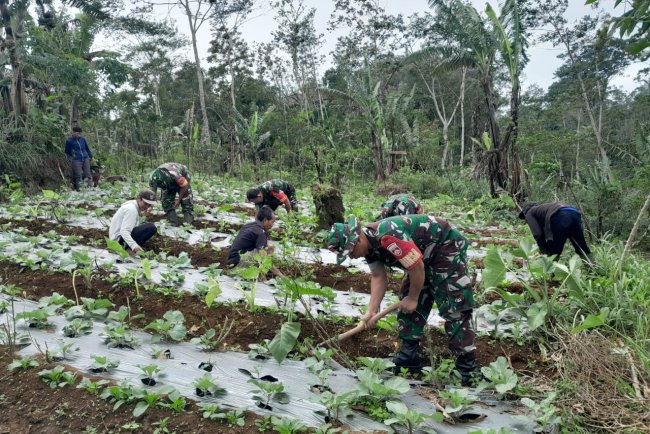 Babinsa Bantu Petani Bersihkan Rumput Dan Gulma Di Area Perkebunan