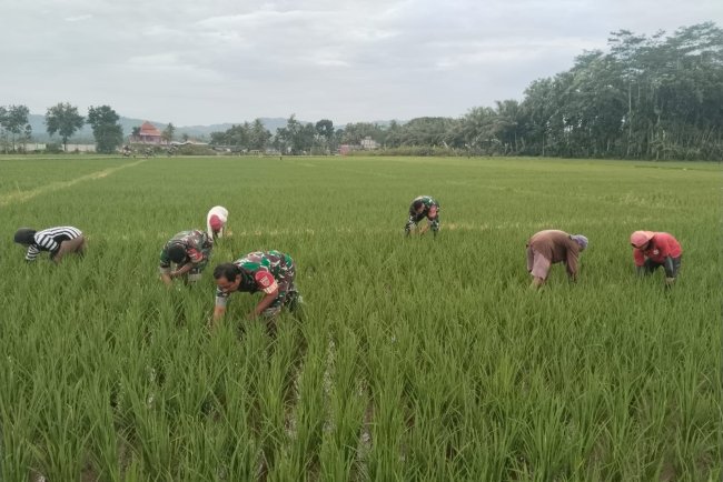 Babinsa Dampingi Petani lakukan Penyiangan Tanaman Padi