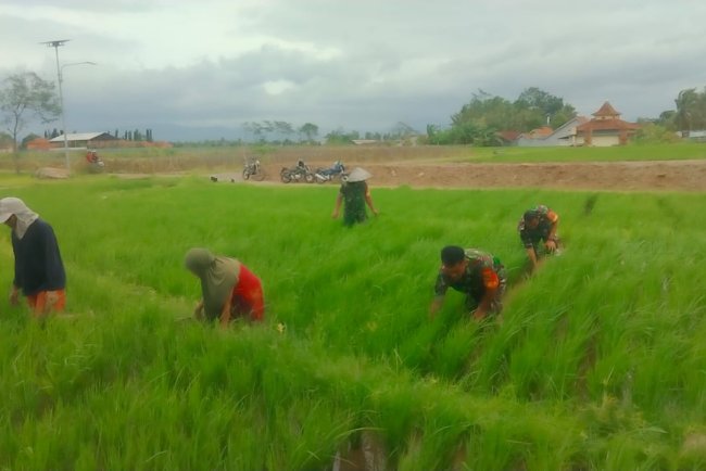 Dorong Swasembada Pangan Koramil 08 Purwanegara Dampingi Petani Lakukan Penyiangan Padi