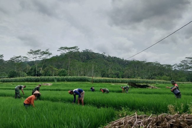 Danramil 12 Sigaluh Bersama Anggota Bantu Petani Memupuk Padi