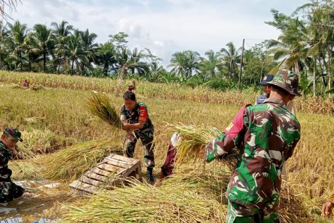 Babinsa Laksanakan Kegiatan Panen Padi Bersama Kelompok Tani Merjosari Desa Rejasari