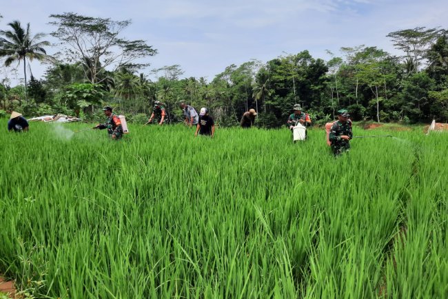 Koramil 03 Wanadadi dan Poktan Ngudi Rahayu 1 Gelar Gerdal Hama Penggerek Batang Padi