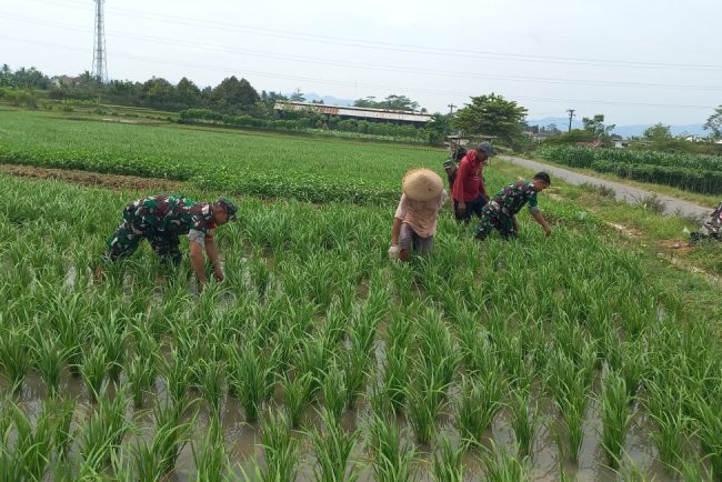 Babinsa Koramil 15 Rakit Bersama Petani Bersihkan Gulma untuk Dukung Ketahanan Pangan