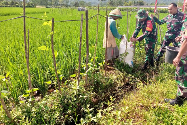 Babinsa bersama Petani melaksanakan Pemupukan Padi