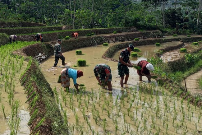 Babinsa Koramil 04/Karangkobar Bersama PPL Bantu Petani Tanam Padi