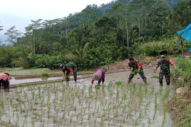 Babinsa Koramil 18 Pagentan Dampingi Petani Percepat Masa Tanam Padi