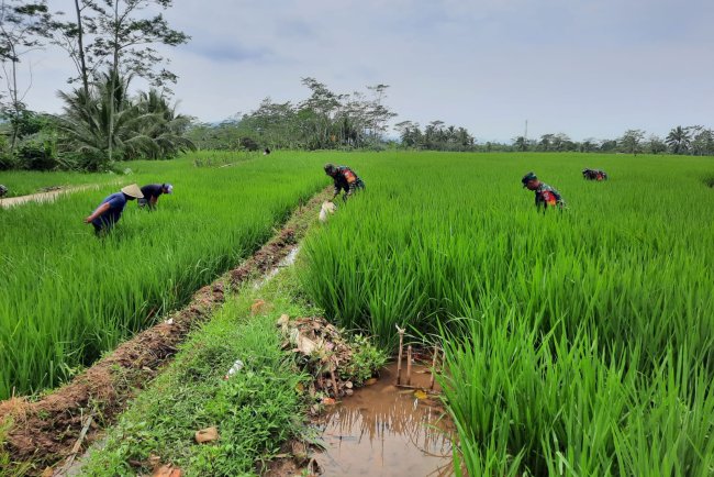 Koramil 03 Wanadadi Bersama Petani Laksanakan Matun Untuk Dukung Ketahanan Pangan