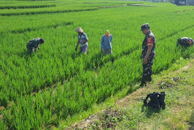 Koramil 08 Purwanegara Penyiangan Tanaman Padi