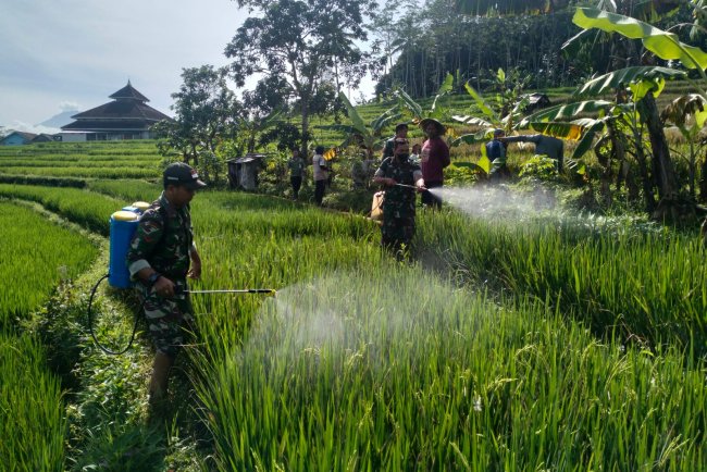 Koramil BPP Kecamatan Sigaluh Dan Poktan Bersatu melaksanakan Gerakan pengendalian Hama Padi
