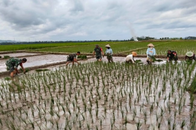 Babinsa Koramil 13 Banjarmangu Laksanakan Tanam Padi Bersama Poktan Sidamulya