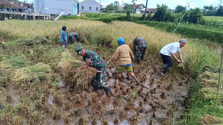 Danramil 17 Wanayasa Bersama Petani Panen Padi Dukung Ketahanan Pangan