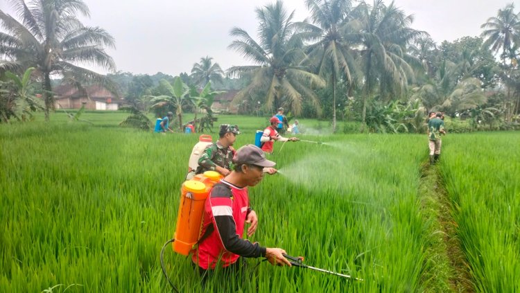 Anggota Koramil 11/Punggelan Bersama PPL Dan Petani Kerja Sama Basmi Hama Padi 