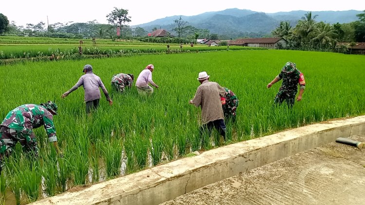 Koramil 14 Madukara Dampingi Petani dalam Perawatan Tanaman Padi