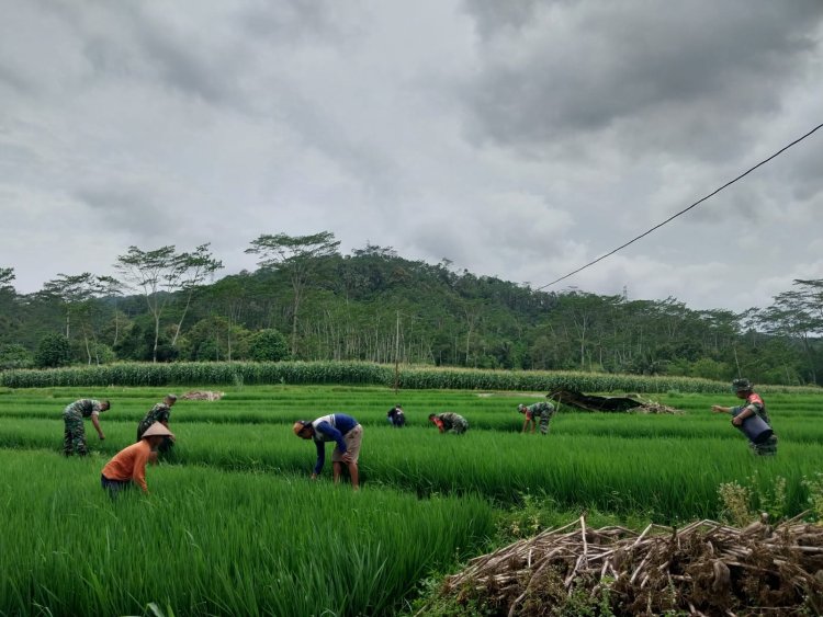 Danramil 12 Sigaluh Bersama Anggota Bantu Petani Memupuk Padi