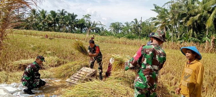 Babinsa Laksanakan Kegiatan Panen Padi Bersama Kelompok Tani Merjosari Desa Rejasari