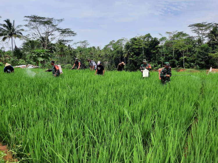 Koramil 03 Wanadadi dan Poktan Ngudi Rahayu 1 Gelar Gerdal Hama Penggerek Batang Padi
