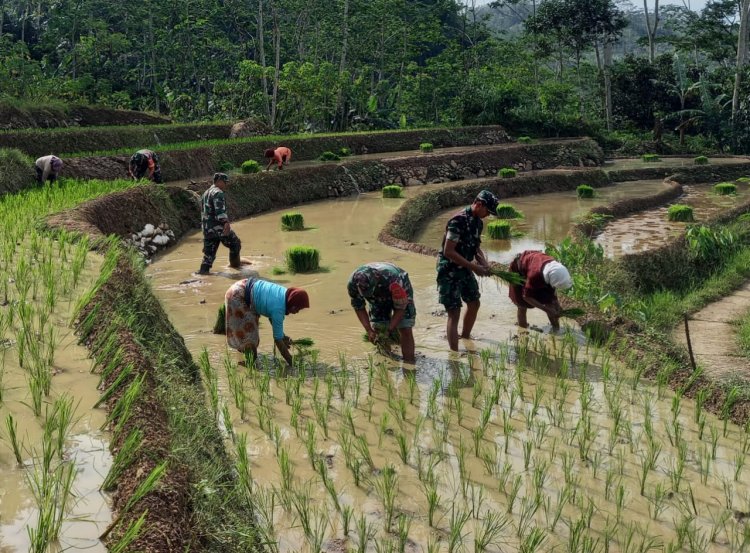 Babinsa Koramil 04/Karangkobar Bersama PPL Bantu Petani Tanam Padi