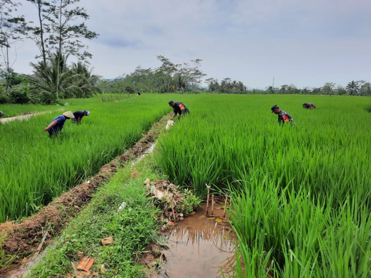 Koramil 03 Wanadadi Bersama Petani Laksanakan Matun Untuk Dukung Ketahanan Pangan