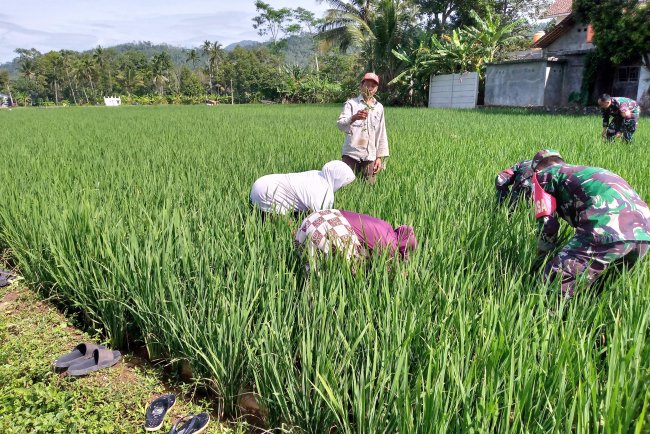 Babinsa Ikut Serta dalam Kegiatan Matun di Sawah